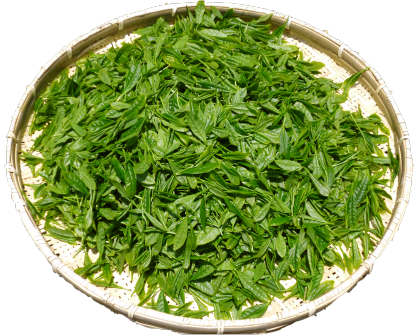 天空の新茶摘みと茶畑バーベキュー!