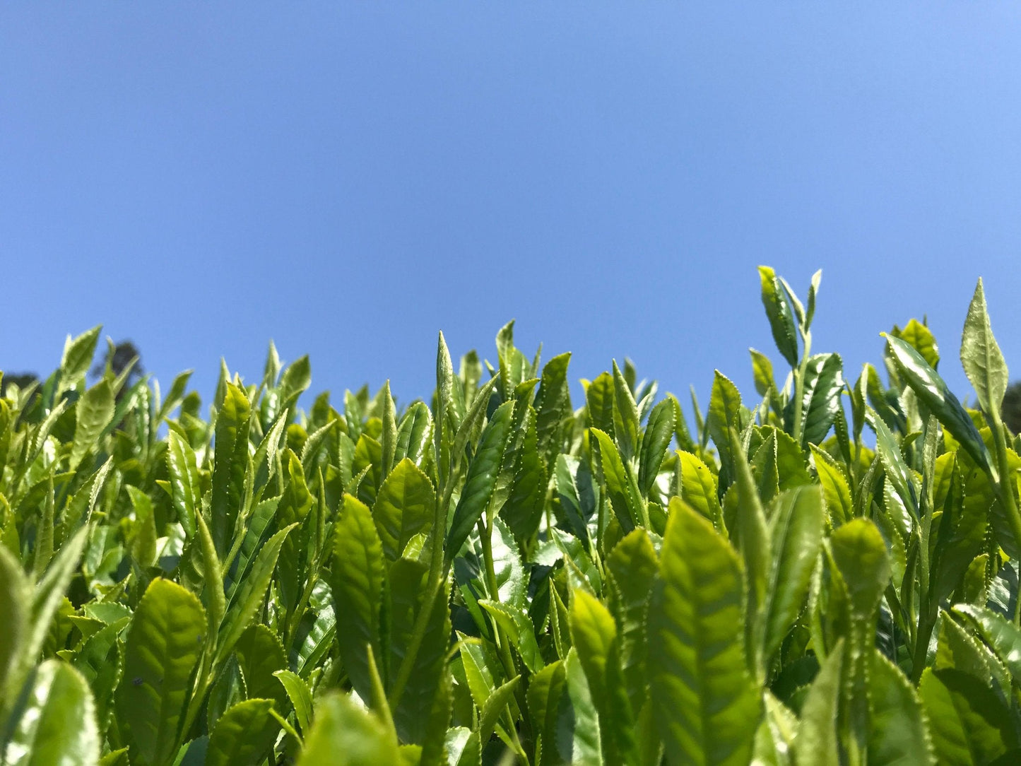 天空の新茶摘みと茶畑バーベキュー!