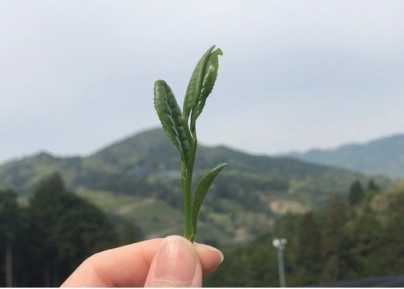 天空の新茶摘みと茶畑バーベキュー!